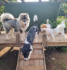 cachorros descendo escorrega