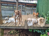 cachorros em cima de uma plataforma de madeira
