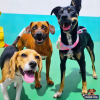 três cachorros felizes na creche