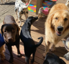 cachorros se divertindo