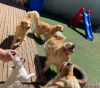 cachorros brincando ao ar livre
