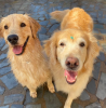 cachorros felizes peludos