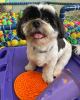 cachorro shih tzu feliz
