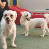 creche legal de cachorro com dois cães