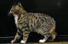 gato manês malhado com fundo preto