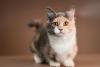 Gato Munchkin bicolor olhando para câmera