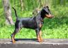 pinscher 0 preto visto de lado