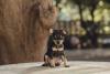 filhote de pinscher 0 sentado