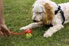 cachorro olhando para bola no chão com lançador de bolas em cima