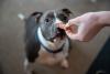 cachorro cheirando mão com petisco