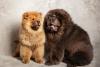 chow chow dourado e outro preto lado a lado
