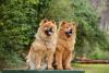 dois chow chow ao ar livre