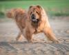 chow chow caminhando em terreno de areia