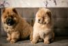 dois filhotes de chow chow sentados um do lado do outro