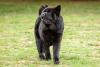 chow chow preto caminhando em parque