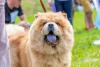 chow chow com a boca aberta e língua azul de fora