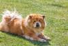 chow chow deitado no gramado
