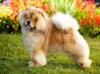 chow chow de pé visto de lado
