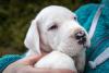 filhote de dogo argentino no colo de uma pessoa