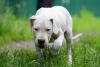 dogo argentino andando pelo mato