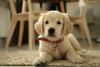 golden retriever filhote com coleira vermelha deitado no chão da sala