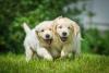dois filhotes de golden brincando ao ar livre