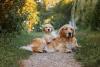 golden retriever filhote deitado em cima da mãe na grama