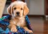 filhote de golden retriever enrolado em mantinha azul