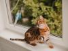 gato Bengal brincando com varinha