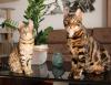 dois gatos Bengal lado a lado