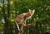 gato Bengal em cima de galho de árvore
