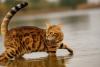 Gato Bengal dentro de rio 