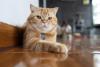 gato de pelo curto inglês laranja deitado perto da parede