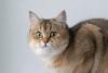 gato de pelo curto inglês olhando assustado