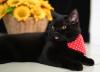 gato de pelo curto inglês preto com língua de fora