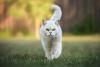 gato de pelo curto inglês branco caminhando