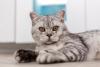 gato de pelo curto inglês malhado deitado