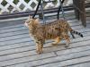 gato Savannah na varanda