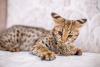 gato Savannah deitado