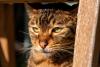 rosto de gato savannah