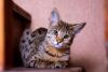 gato savannah deitado olhando para foto
