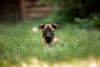 filhote de Pastor Belga Malinois