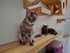 dois gatos em cima de uma prateleira no playground