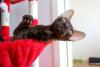 Cornish Rex deitado em brinquedo 