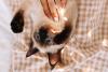 gato Siamês brincando com pisca pisca