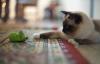 Birmanês brincando com brinquedo