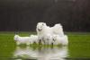 samoieda com vários filhotes em um campo com lago