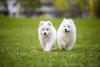 dois cachorros samoieda caminhando por gramado