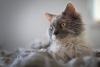 Selkirk Rex deitado em cima de coberta