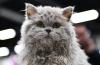 Rosto de Selkirk Rex cinza